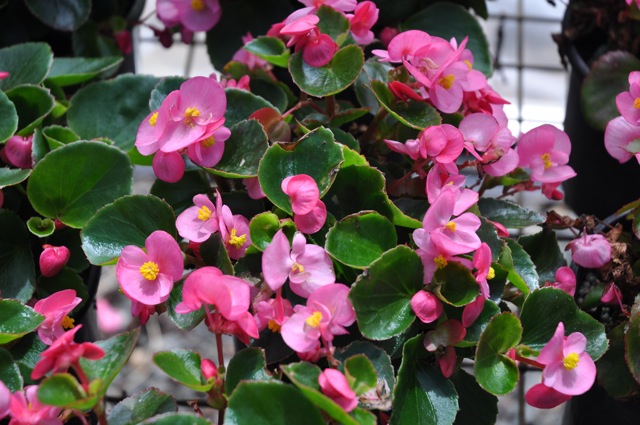 B. ‘Bada Bing Rose’